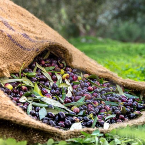 Özel Kuru Sele Zeytin